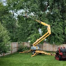 Professional Tree Services in Chisholm, ME